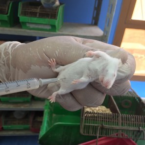 قيّم باحثون مصريون نشاط التئام الجروح في الفئران المصابة بالسكري